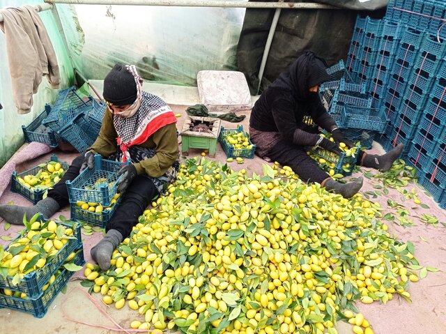 برداشت «لایم کوات» از گلخانههای گلستان