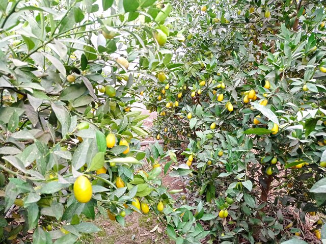 برداشت «لایم کوات» از گلخانههای گلستان