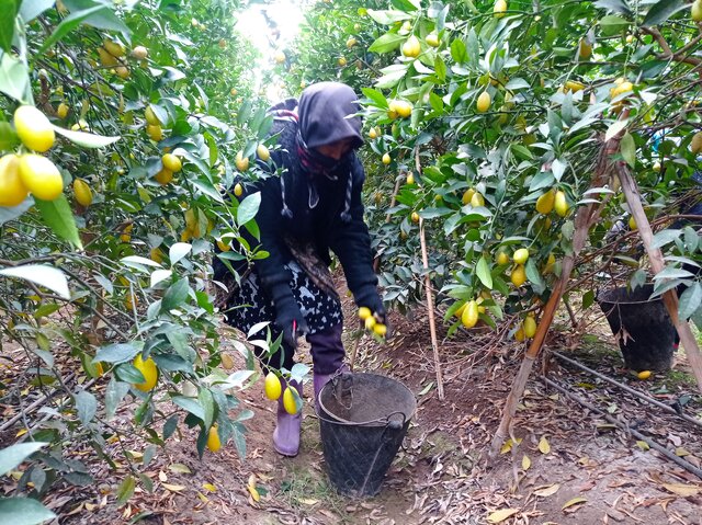 برداشت «لایم کوات» از گلخانههای گلستان