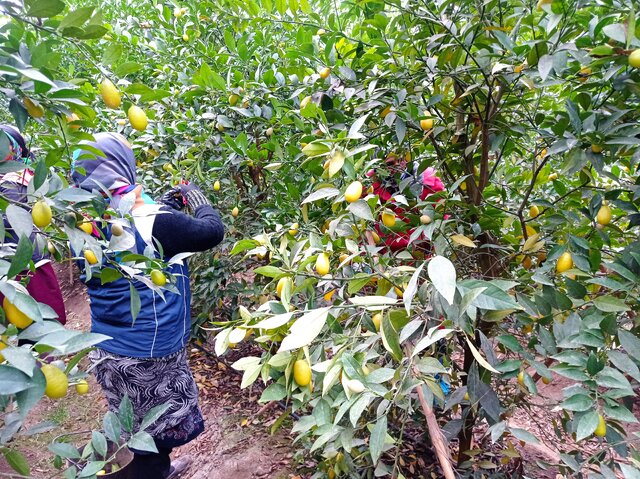 برداشت «لایم کوات» از گلخانههای گلستان