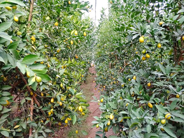 برداشت «لایم کوات» از گلخانههای گلستان