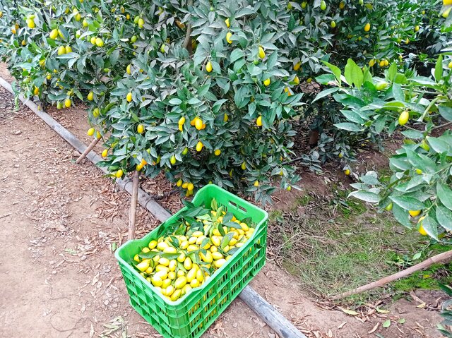 برداشت «لایم کوات» از گلخانههای گلستان