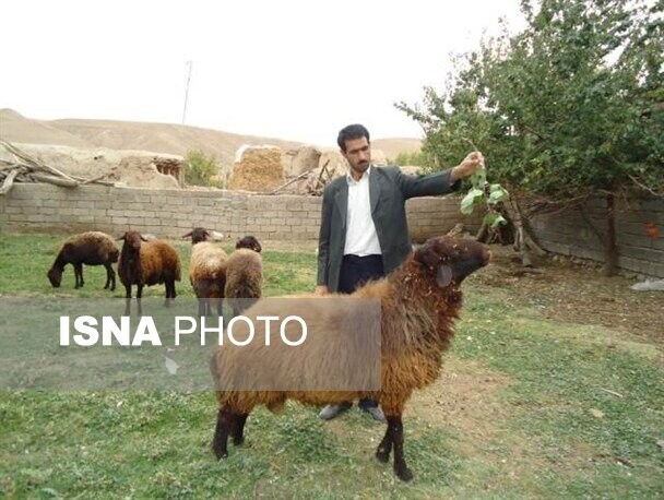 «شتر گیاهی»؛ بهترین غذای دام در شرایط خشکسالی