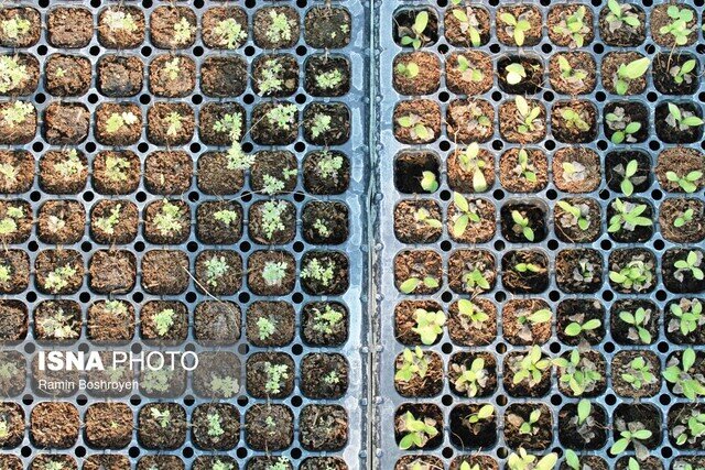 تولید ۲ میلیون نشاء در دهکده گیاهان دارویی گلستان