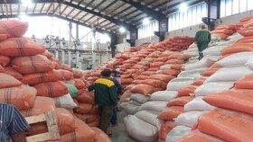 داستان تکراری دپوی برنج در شالیکوبی‌ها/  کشاورزان منتظر معجزه‌ای برای خرید