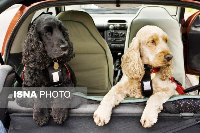 تاثیرات مخرب سگگردانی بر آینده فرزندان