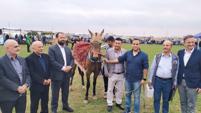 برگزاری جشنواره فرهنگی، ورزشی، زیبایی اسب اصیل ترکمن در مراتع زیبای صوفیان کلاله