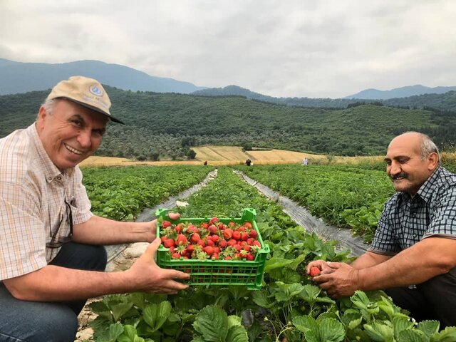 کشت متداخل؛ الگویی برای توسعه پایدار کشاورزی در گلستان