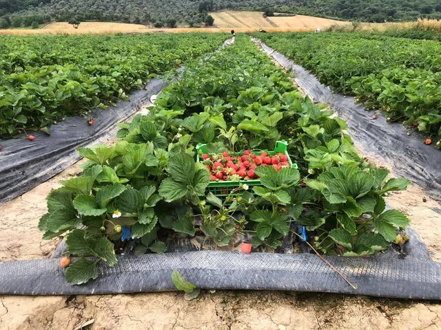 کشت متداخل؛ الگویی برای توسعه پایدار کشاورزی در گلستان