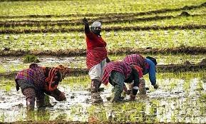 دولت سیزدهم برای کشاورزی گلستان چه کرد؟