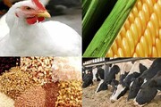 صادرات محصولات دام و طیور استان مرکزی شتاب گرفت/ رشد ۱۷۳ درصدی صادرات لبنیات