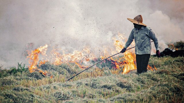 تصویر آرشیوی است آتش زدن بقایای گیاه پس از برداشت محصول جرم است