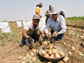 تکرار قصه پرغصه سیب‌زمینی کاران گلستانی