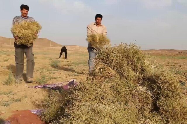 زیره سبز؛ نوش‌داروی کشاورزی در اقلیم کم‌آب گنبدکاووس