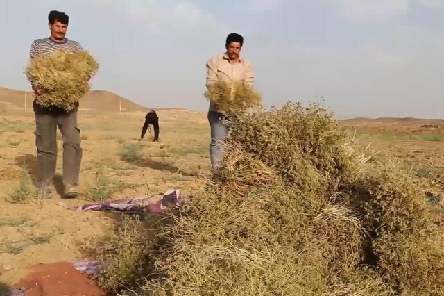 زیره سبز؛ نوشداروی کشاورزی در اقلیم کمآب گنبدکاووس