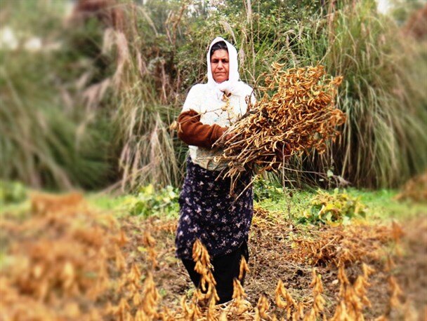 کاهش شدید کشت سویا در قطب تولید سویای کشور