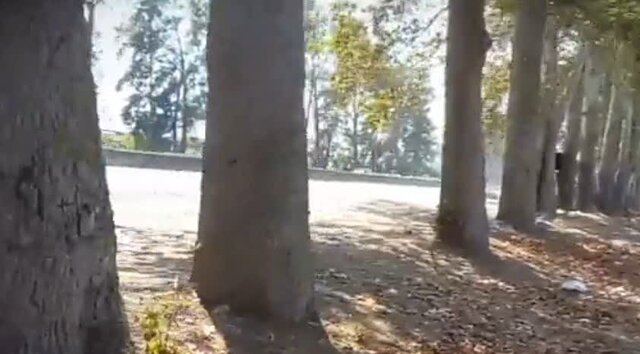 از قطع شدن ۱۲۰ درخت ۶۰ ساله در ورودی گرگان جلوگیری شد