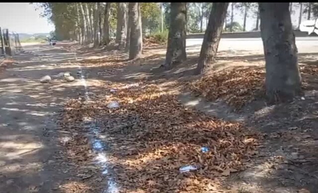 از قطع شدن ۱۲۰ درخت ۶۰ ساله در ورودی گرگان جلوگیری شد