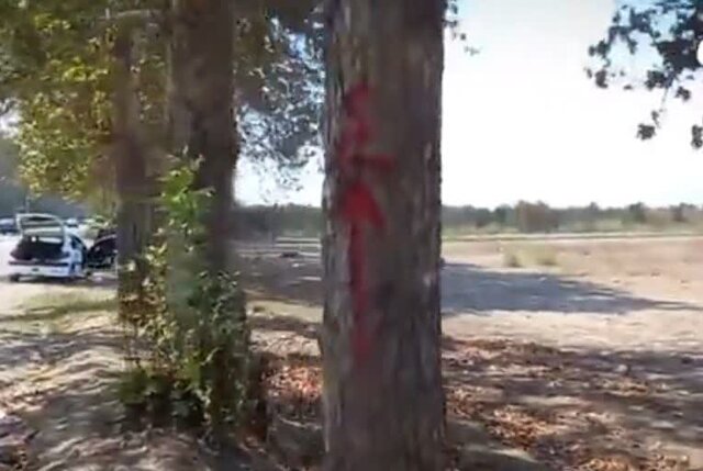 از قطع شدن ۱۲۰ درخت ۶۰ ساله در ورودی گرگان جلوگیری شد