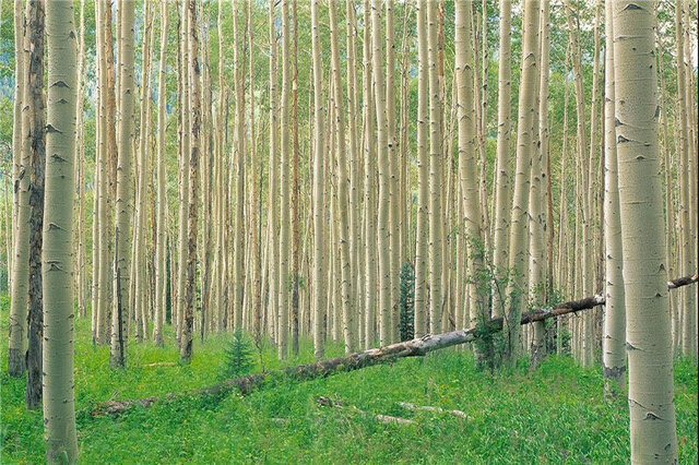 «پالونیا» تهدید یا فرصت برای شمال کشور؟!! آیا جنگلهای هیرکانی در معرض خطرند؟