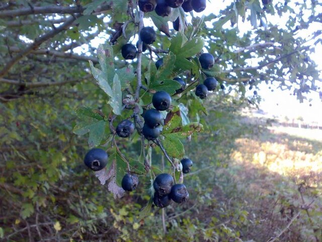 «ولیک» و«کندوس» نوبرانههای پائیزی در جنگلهای هیرکانی