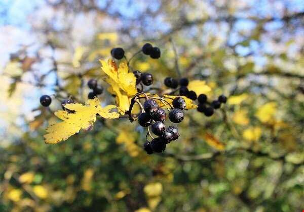 «ولیک» و«کندوس» نوبرانههای پائیزی در جنگلهای هیرکانی