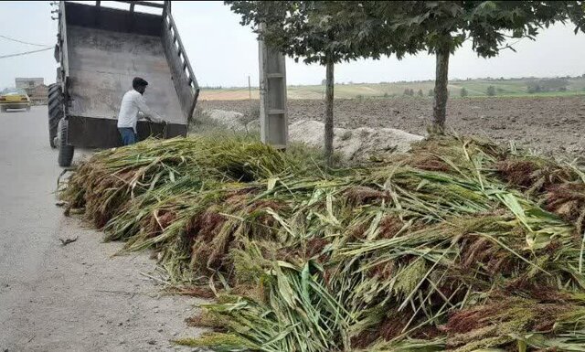 «زابلی محله»؛ روستایی که غبار بیکاری را جارو میکند