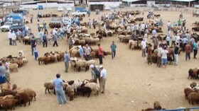 بزرگترین میدان دام گلستان باید مکانی زیبا و مناسب داشته باشد