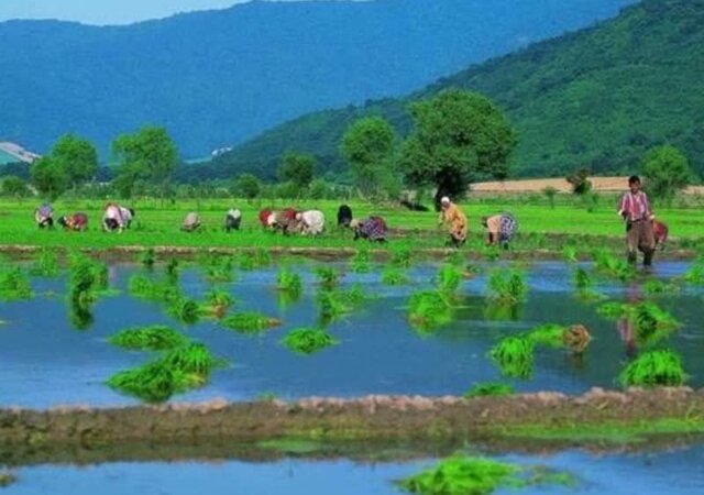 کردگوی، بهشت نوروزگردی/ سفری ی از دل تاریخ تا اقیانوس ابر و مه