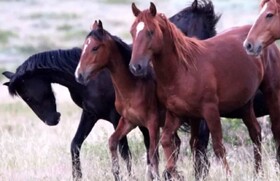 آمادگی جهاد دانشگاهی گلستان برای توسعه صنعت پرورش اسب