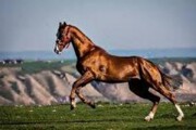 همایش شو سواره اسب دره شوری در لپویی زرقان برگزار می‌شود