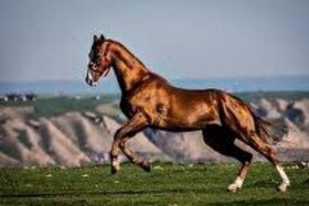 همایش شو سواره اسب دره شوری در لپویی زرقان برگزار می‌شود