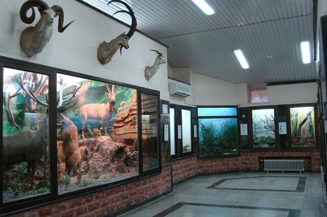 موزه حیات وحش میرزا بایلو؛ گنجینه تاریخ طبیعی در قلب پارک ملی گلستان