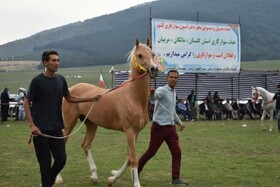 گالیکش، میزبان جشنواره زیبایی اسب اصیل ترکمن