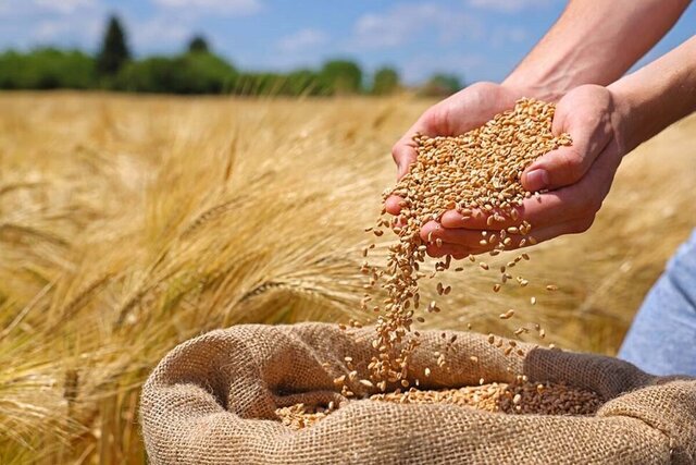 تولید ۲۵۰۰ تن بذر گواهی‌ شده گندم در گلستان