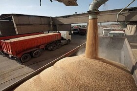 ۵۰ درصد مطالبات گندمکاران گلستانی پرداخت شد