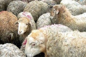 استقرار ۷۷ گروه دامپزشکی گلستان در روز عید قربان برای تأمین سلامت دام‌ها