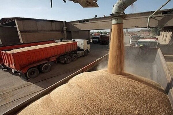 تصویر آرشیوی است آغاز رسمی خرید تضمینی گندم در گلستان از فردا / آمادگی کامل مراکز تحویل