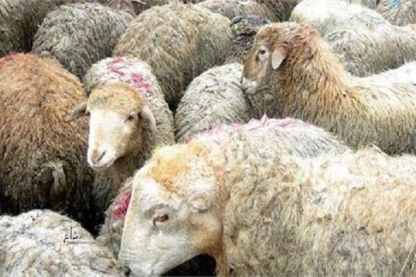 استقرار ۷۷ گروه دامپزشکی گلستان در روز عید قربان برای تأمین سلامت دام‌ها