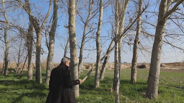 ثبت جهانی «صنوبر مفید» در فائو/دستاورد محققان گلستانی برای مقابله با ریزگردها