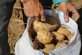 احضار دلالان بازار سیب‌زمینی در گلستان/هشدار قضایی به مدیران متخلف
