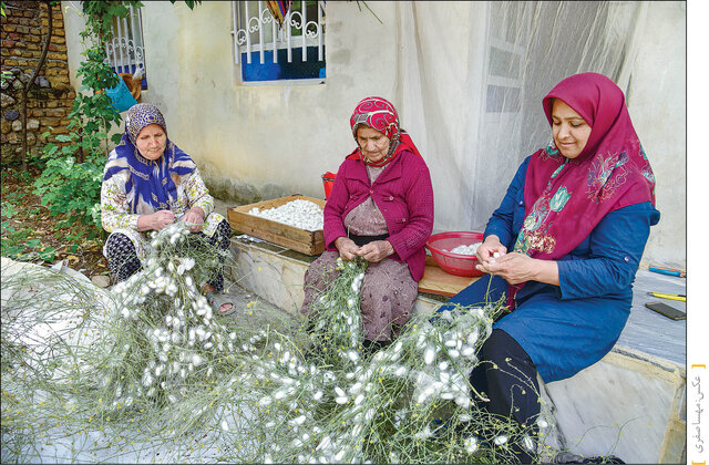 نوغانداری؛ ثروت نرمی که سخت میدرخشد