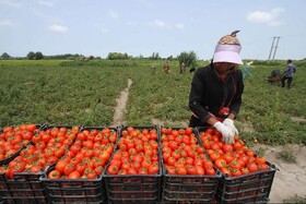 آغاز برداشت گوجه‌فرنگی از مزارع رامیان