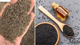 افزایش بهره‌وری و صادرات گیاهان دارویی با اصلاح ارقام زیره و سیاه‌دانه در گلستان