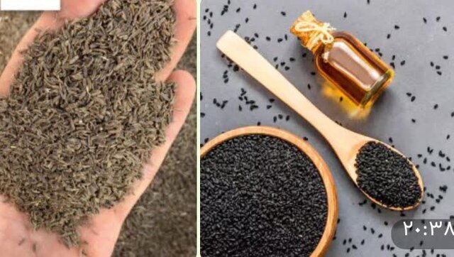 افزایش بهره‌وری و صادرات گیاهان دارویی با اصلاح ارقام زیره و سیاه‌دانه در گلستان