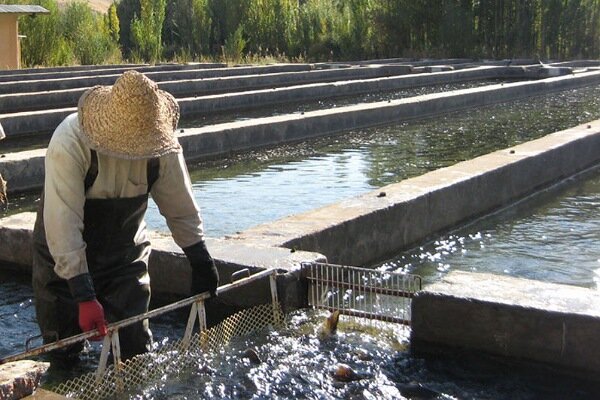 طرح آبزی‌پروری معیشتی گلستان؛ الگویی نوین برای توسعه پایدار و حفظ منابع دریایی