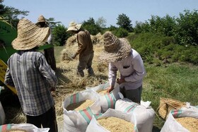 ذخیره بیش از ۲ هزار تن برنج در گلستان ثبت شد