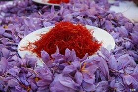 رشد چشمگیر کشت زعفران در مینودشت