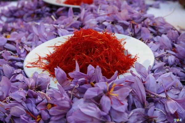 سومین جشنواره «زعفران» در رفسنجان برگزار میشود سومین جشنواره «زعفران» در رفسنجان برگزار میشود