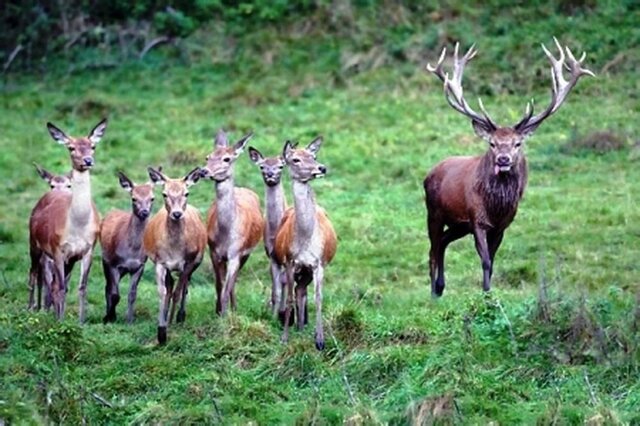 تراژدی گاوبانگی/ وقتی گلوله پاسخ نعره عاشقانه مرالها میشود